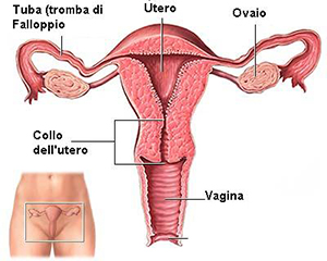 Apparato Sessuale Femminile