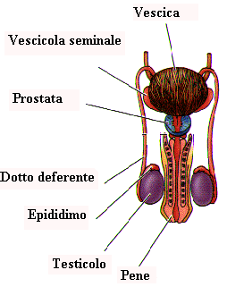 apparato sessuale maschile